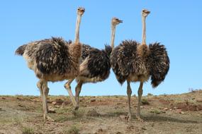 ostriches walk three