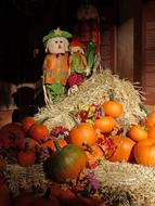 fall fresh orange pumpkins