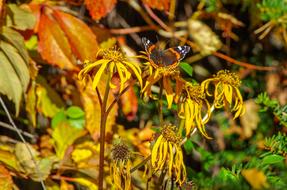 Autumnal Withered Foliage