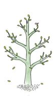 spring tree bird green branch