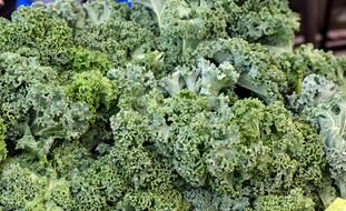 harvest of fresh cabbage is delicious