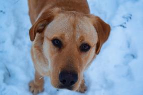 photo of dog cute