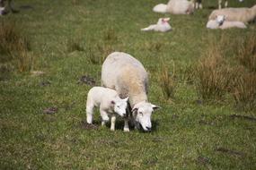 cute sheep on the grass