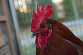 Chicken Bird Poultry