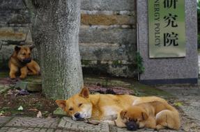 sleeping dogs by the tree