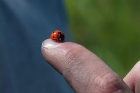 Insect Outdoors Nature