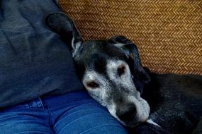 Old Dog Pet Mammal