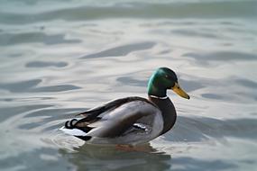 floating wild duck in a pond