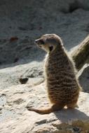 gray meerkat on a stone in the zoo