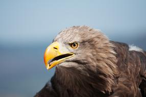 Bird Of Prey Adler portrait