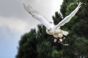 Snowy Owl Bird Raptor