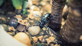black wild beetle in the wild