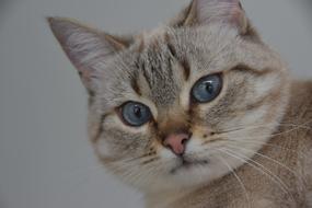 face of a cat with blue eyes