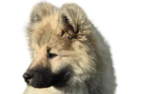 puppy with fluffy ears