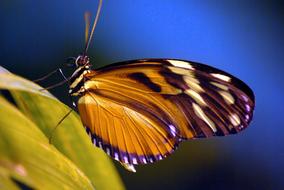 Painted Lady Butterfly Insect