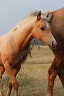 the little horse next to his mother