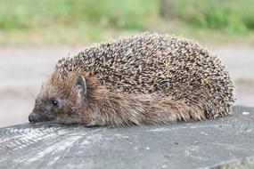 Hedgehog Garden