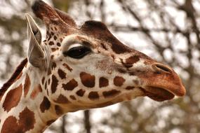 Giraffe Zoo Animal