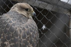 closeup photo of predator bird