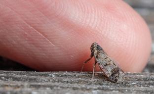 Macro Insect Thumb