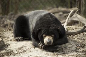 Mammal Wildlife Animal