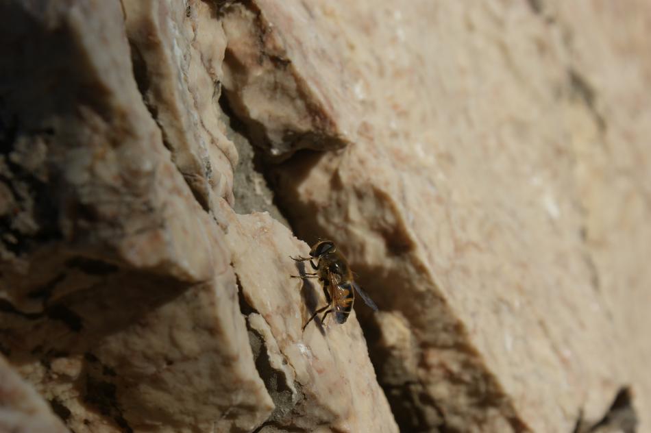 Fly Insect Flying