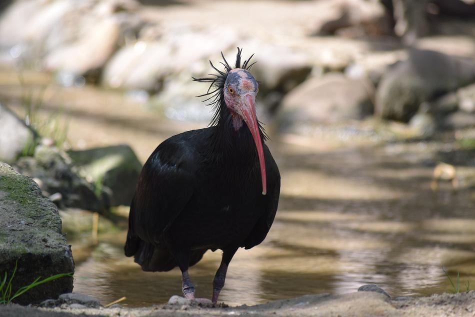Bird Tarvarjú Special