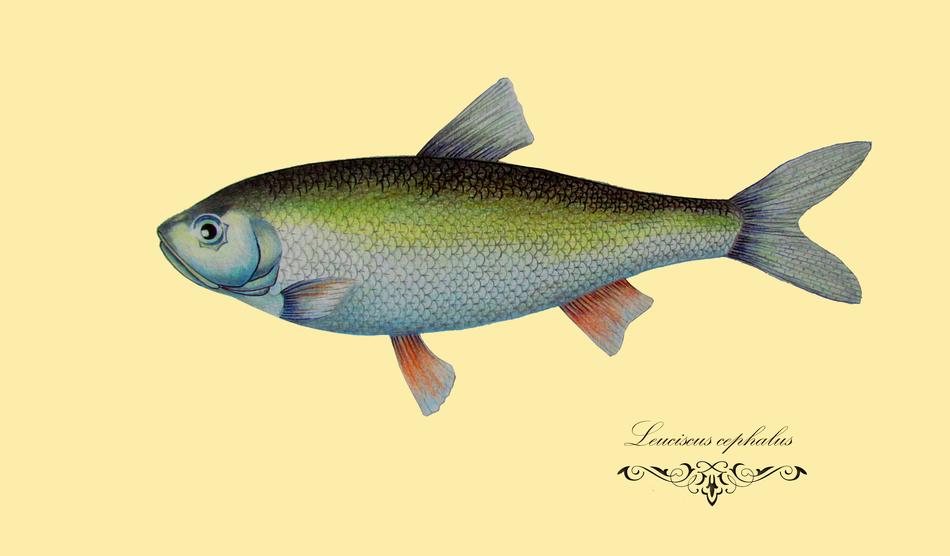 fish drawing figure graphics
