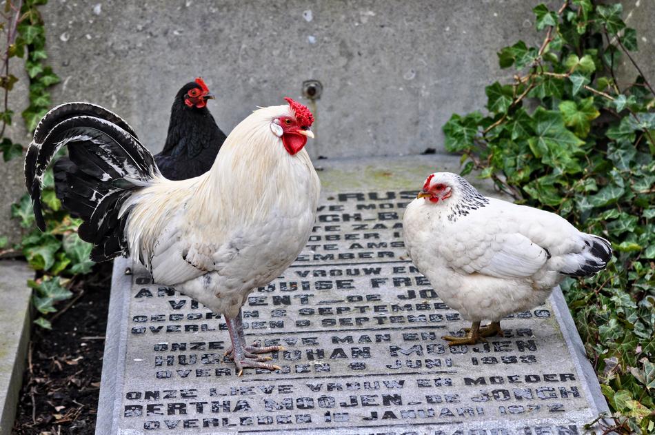 Chicken Animal Bird