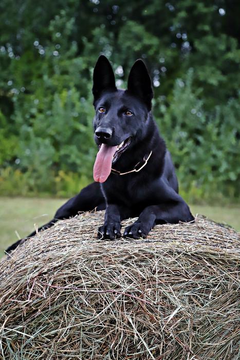 German Shepherd Dog Haystack
