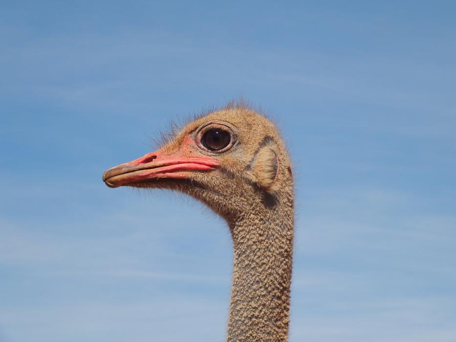 Bird Animal World Neck