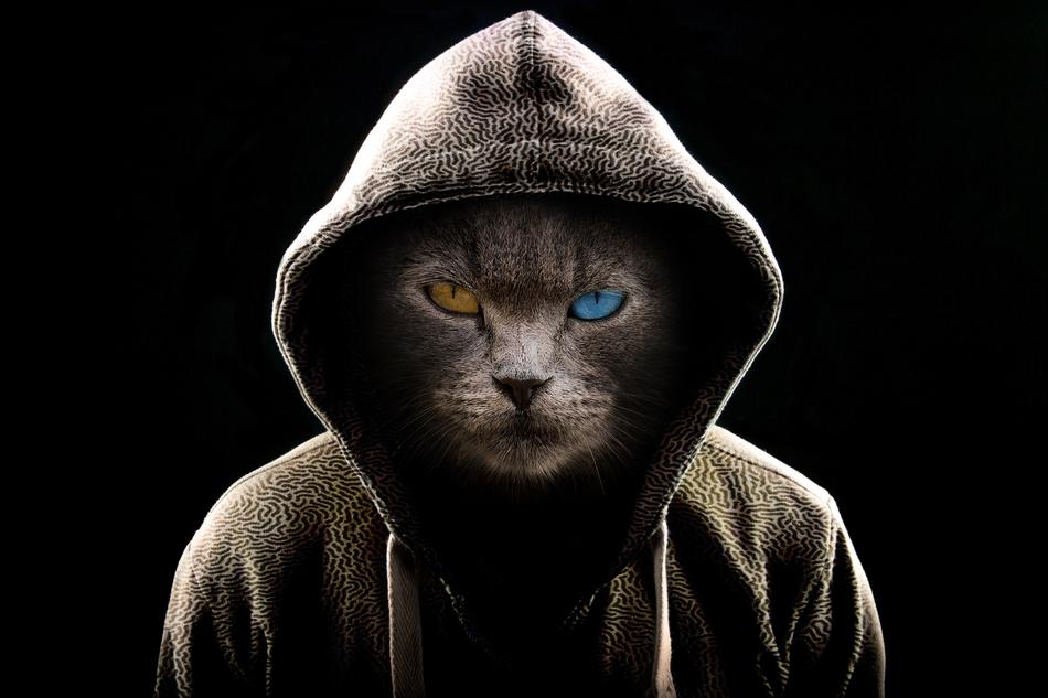 Portrait Animal