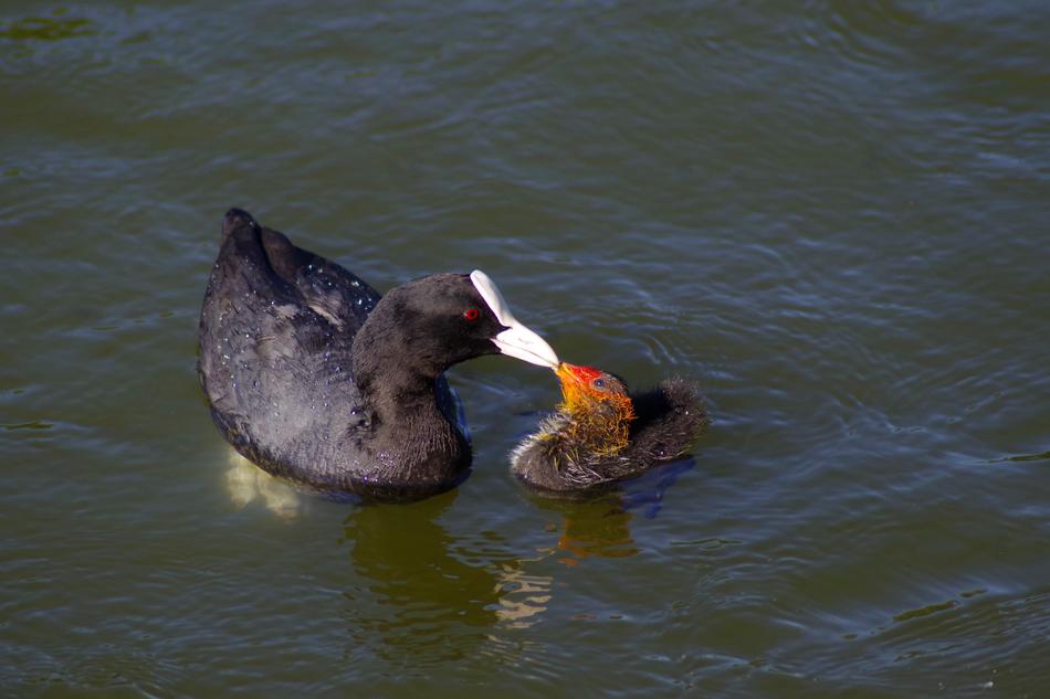 Bird Eurasian Coot Duck