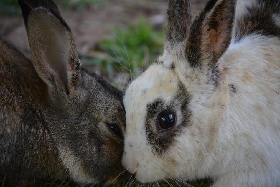 Rabbit White Outdoor