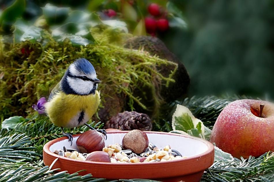 Animal Bird Tit Blue