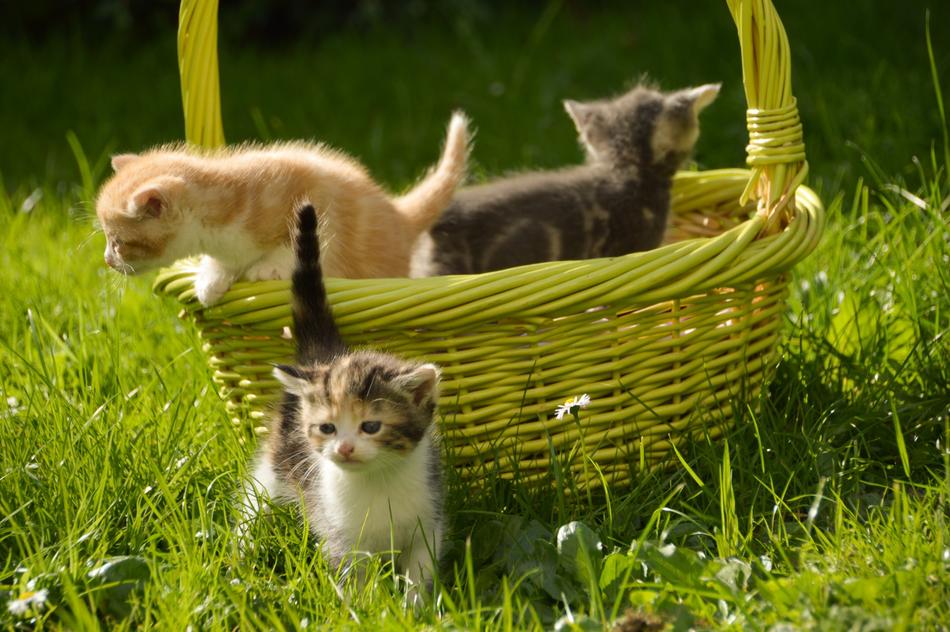 Kitten Cat Feline
