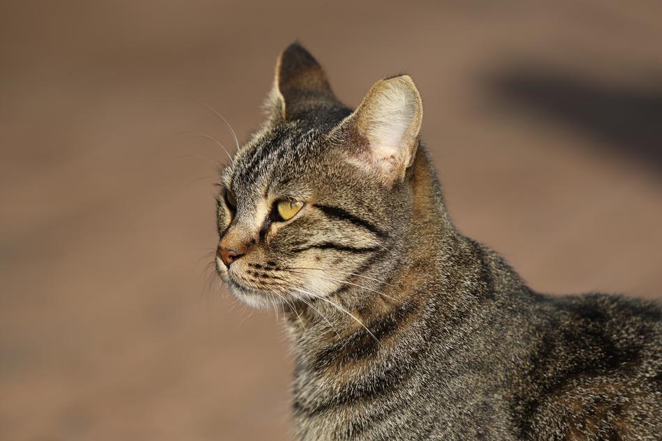 Cat Close Up Portrait