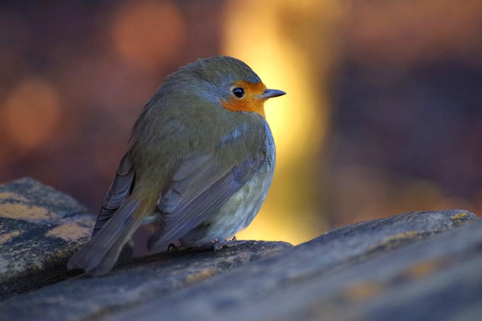 little bird on fire
