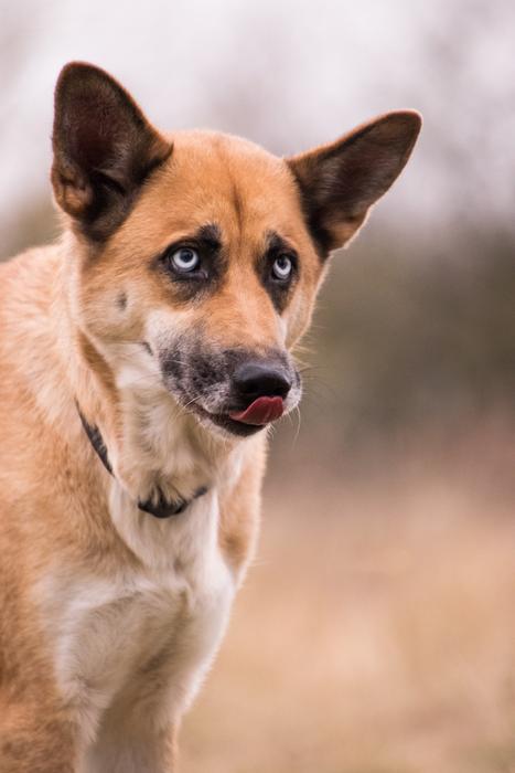 Dog Cute Animal