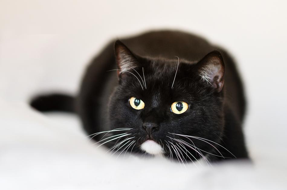 cute black cat