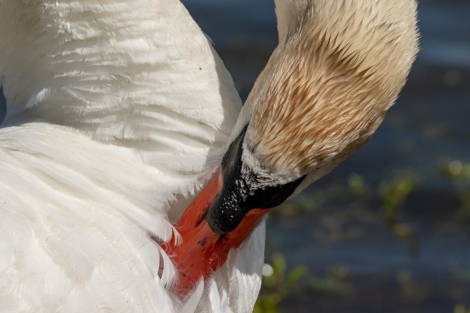 Swan Bird