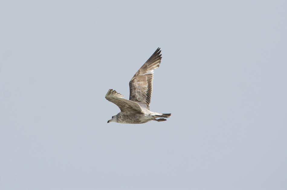 Bird Flight Animal