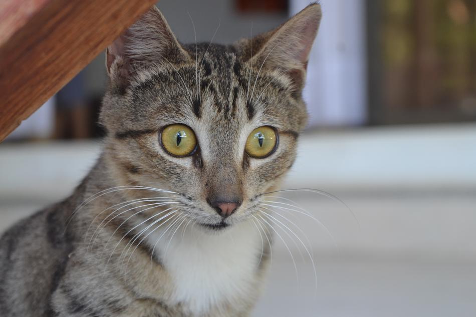 Animal Cute Pet