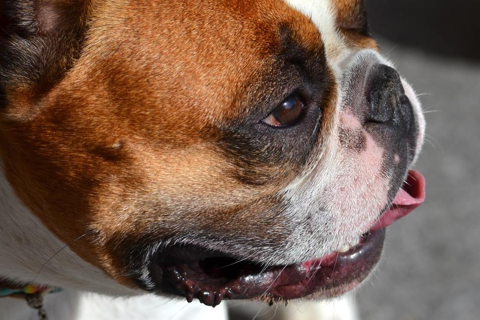 French Bulldog Dog Animal