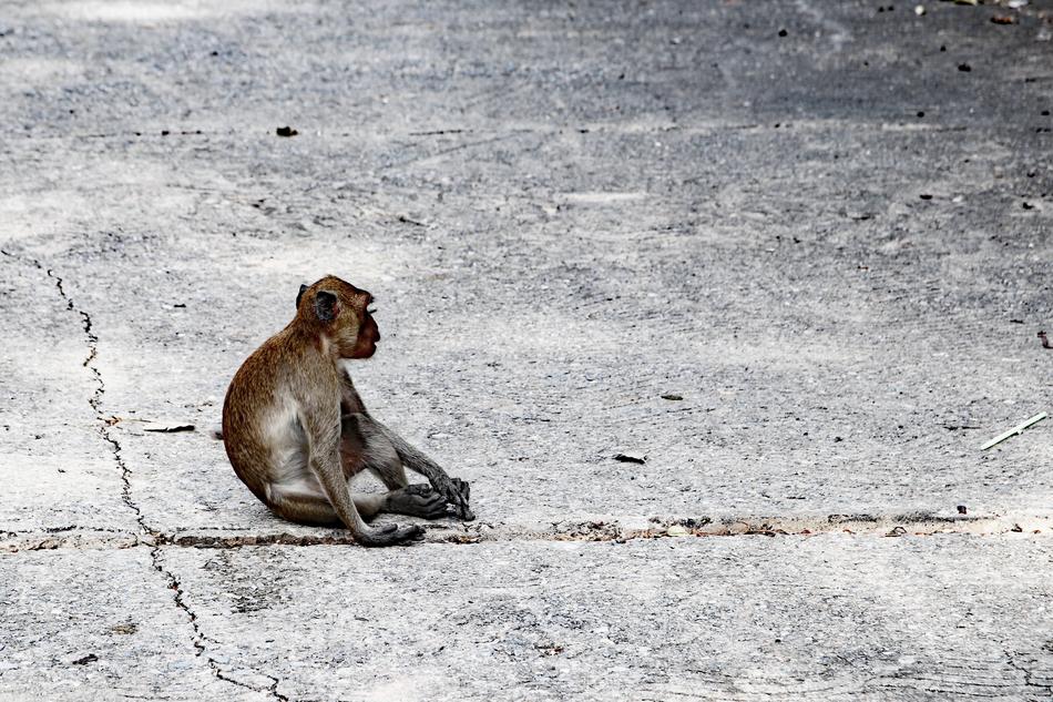 Monkey Animal Temple
