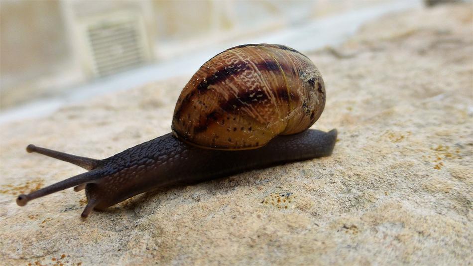 Animal Slow Nature