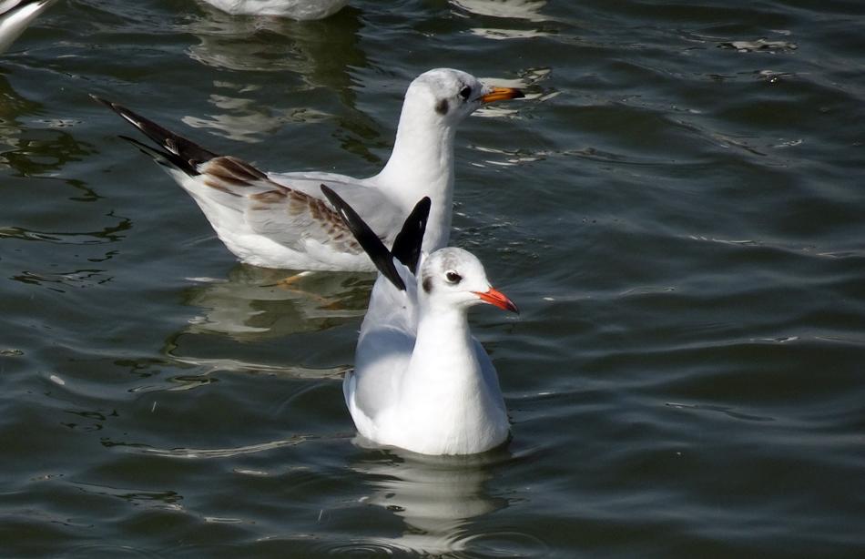 Gull Bird Black-Headed