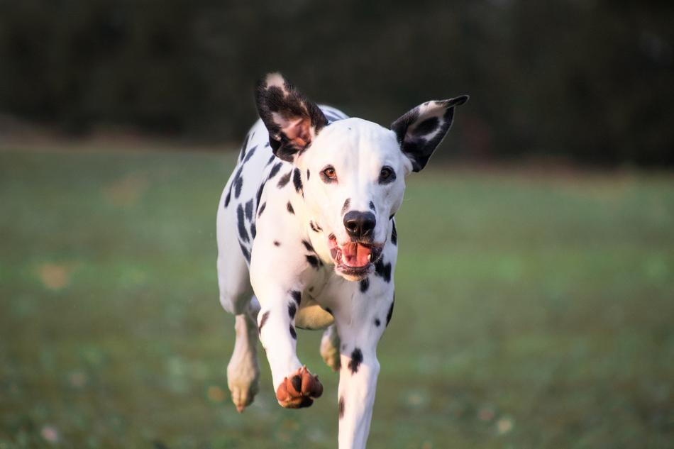 happy running dalmatian