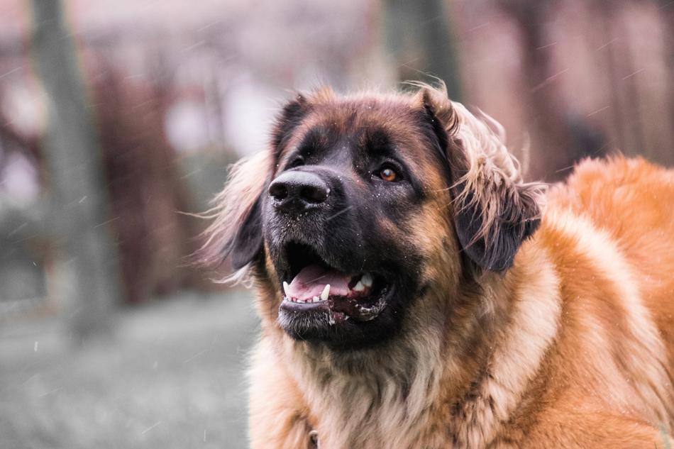 Dog Cute Portrait