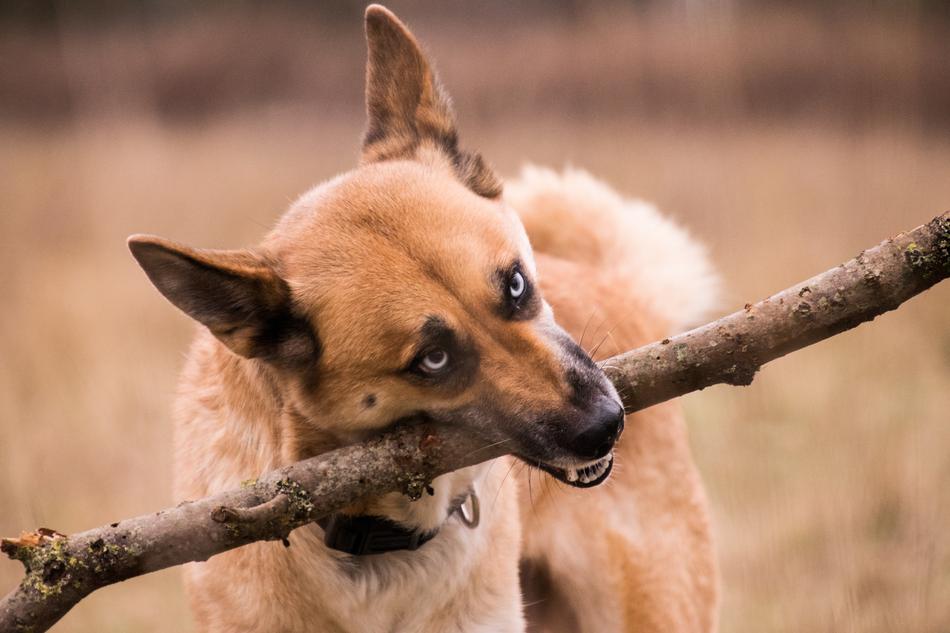 portrait of cute dog playing with branch